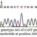 Figure 4: The genotype AG of CAST gene with A/G nucleotide at position 286