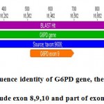 Figure 8a: sequence identity of G6PD gene, the amplify segment include exon 8,9,10 and part of exon 11 .