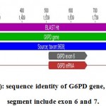 Figure 5a: sequence identity of G6PD gene, the amplify segment include exon 6 and 7.