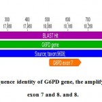 Figure 6a: sequence identity of G6PD gene, the amplify segment include exon 7 and 8.