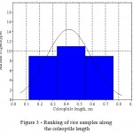 Figure 3: Ranking of rice samples along the coleoptile length
