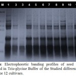 Figure 1: Electrophoretic banding profiles of seed proteins extracted in Tris-glycineBuffer of the Studied different lettuce Plants for 12 cultivars.