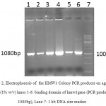 Figure 2: Electrophoresis of the HMW1 Colony PCR products on agarose gel (1% w/v) lanes 1-6: binding domain of hmw1gene (PCR product 1080bp), Lane 7: 1 kb DNA size marker.