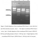Figure 3: Double digestion of the recombinant PTG19-hmw1 vector with NcoI and NheI restriction enzymes., lane 1: : Non digest recombinant PTG19-hmw1 vector , lane 2: Double digestion of the recombinant PTG19_hmw1 (PTG19T: 2880 bp and binding domain of hmw1: 1080 bp), lane 3: Single digestion of the recombinant PTG19-hmw1 (rPTG19-hmw1: 3960 bp)with NcoIenzyme, Lane 4: 1 kb DNA size marker .