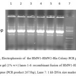Figure 4: Electrophoresis of the HMW1-HMW2-Hia Colony PCR products on agarose gel (1% w/v) lanes 1-6: recombinant fusion of HMW1-HMW2-Hia gene (PCR product 2673bp), Lane 7: 1 kb DNA size marker.