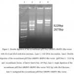Figure 5: Double digestion of the recombinant pET28a(+)HMW1-HMW2-Hia vector with NcoI and XhoI restriction enzymes., Lane 1: 1 kb DNA size marker, lane2: Double digestion of the recombinant pET28a(+)HMW1-HMW2-Hia vector (pET28a(+) : 5229 bp and recombinant fusion of hmw1-hmw2-hia: 2673bp), lane 3: single digestion of the recombinant pET28a(+)HMW1-HMW2-Hia vector:7900 bp)withXhoIEnzyme , lane 4: undigested the recombinant pET28a(+)HMW1-HMW2-Hia vector .