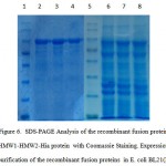 Figure 6: SDS-PAGE Analysis of the recombinant fusion protein HMW1-HMW2-Hia protein withCoomassie Staining. Expression and purification of the recombinant fusion proteins in E. coli BL21(DE3). Lane 1,5: protein marker, Lane 2-4: purified recombinant fusion protein marker, Lane 6-8: recombinant fusion protein HMW1-HMW2-Hia induced with IPTG 1mM.