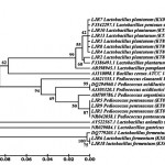 Figure 3: Phylogenetic tree constructed with neighbour joining method using Mega 5.0 software showing the position of LJR isolates from rumen liquor.