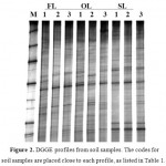 Figure 2: DGGE profiles from soil samples.The codes for soil samples are placed close to each profile, as listed in Table 1. M (bacterial 16S rDNA marker): a mixture of PCR amplified 16S rDNA fragments from bacterial species ofPseudomonas putida, Bacillus subtilis, Escherichia coli, Klebsiella pneumonia, Proteus mirabilis, Pseudomonas aeruginosa, Acinetobacterbaumannii, and Salmonella entericaserovarTyphi.