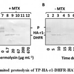 Figure 2: Limited proteolysis of TP-HA-r1-DHFR-HAT-BAP