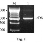 Figure 2: RT-PCR products separated by electrophoresis in 1% agarose gel. M – DNA marker (size marked in nucleotide pairs on the left); 1 – cDNA of the AFPh.