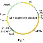 Figure 3: Schematic representation of the plasmids for in vitro expression of the AFPh gene. Vectors with the molecular size about 5000 bp contain promoter of the bacteriophage T7, one of the 5'-UTR, AFPh gene and the 3'-UTR of the tobacco mosaic virus (3'-TMV).