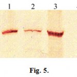 Figure 5: Western blot analysis. AFPh polypeptides synthesized in the wheat germ cell-free system. M – protein marker (size marked in kDa on the left); 1 – AFPh translation products from the mRNA with the 5'-UTR [3xARC]; 2 – AFPh translation product from the mRNA with the control 5'-UTR [pl]; 3 – AFPh translation products from the mRNA with the 5'-UTR [PVY]; 4 – control in vitro translation without exogenic mRNAs.