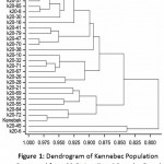 Figure 1: Dendrogram of Kennebec Population Generated from 20 Gy Irradiated Samples Based on all Assessed Traits. Horizontal axis shows percentage of similarity