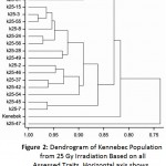 Figure 2: Dendrogram of Kennebec Population from 25 Gy Irradiation Based on all Assessed Traits. Horizontal axis shows percentage of similarity