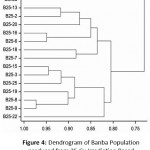 Figure 4: Dendrogramof Banba Population produced from 25 Gy Irradiation Based on all Assessed Traits. Horizontal axis shows percentage of similarity