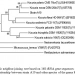 Figure 2: Phylogenetic neighbor-joining tree based on 16S rRNA gene sequences showing the phylogenetic relationship between strain A10 and other species of the genus Kocuria.
