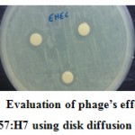 Figure 3: Evaluation of phage’s effect on E. coli O157:H7 using disk diffusion method