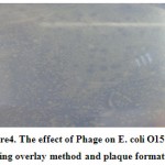 Figure 4: The effect of Phage on E. coli O157:H7 using overlay method and plaque formation