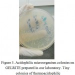 Figure 3: Acidophilic microorganism colonies on GELRITE prepared in our laboratory. Tiny colonies of thermoacidophilic microorganism are not shown.