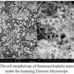 Figure 4: The cell morphology of thermoacidophilic microorganism under the Scanning Electron Microscope.