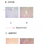 Figure 1.5: Histological photomicrographs of SM (300 mg/kg) on various rat organs A -pancreas, B - liver, C - kidney sections of Wistar rats in subchronic toxicity study (H&E)