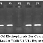 Figure 1: 1.5% Agarose gel electrophoresis for cusC amplicon (217 bp). Lane M 100 bp DNA Ladder while U1-U11 represent UPEC isolates.