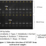 Figure 1: Molecular detection of MYMIV from soybean leaf samples