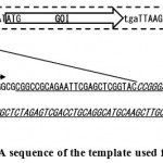 Figure 1: Partial DNA sequence of the template used for a vector fragment.