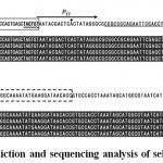 Figure 3: Promoter prediction and sequencing analysis of selected plasmids.