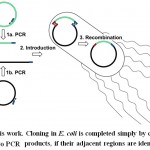 Sheme 1: Strategy of this work. Cloning in E. coli is completed simply by co-introducing two PCR products, if their adjacent regions are identical.