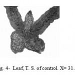 Figure 4: Leaf, T. S. of control. X= 31.5.