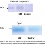 Figure 11: MR restriction found to activate the caspase-3 and also cause the cytochrome c to release from mitochondria into the cytoplasm.