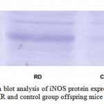 Figure 7 :Western blot analysis of iNOS protein expression in skeletal muscle of MR and control group offspring mice on PD 360.