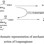 Figure 1: Schematic representation of mechanism of action of l-asparaginase.