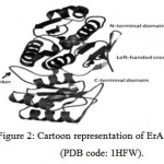 Figure 2: Cartoon representation of ErA monomer (PDB code: 1HFW). The large N-terminal domain and a smaller C-terminal domain connected by a linker of ~26 residues are labelled. The bound ligand (L-Glu) is shown in a space fill representation.