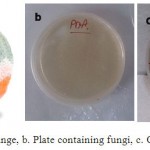 Figure 3: a. Mildewy Orange, b. Plate containing fungi, c. Completed growth of fungi