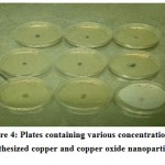 Figure 4: Plates containing various concentration of synthesized copper and copper oxide nanoparticles