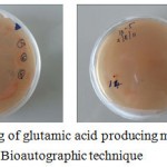 Figure 1: Screening of glutamic acid producing micro organisms by Bioautographic technique