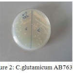 Figure 2: C.glutamicum AB763933