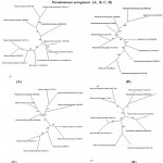 Figure 2: Phylogenetic tree based on 16S rRNA gene sequences of four isolated strains of Pseudomonas aeruginosa (A, B, C, D)