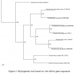 Figure 3: Phylogenetic tree based on 16S rRNA gene sequences of Pseudomonas aeruginosa along with the Pseudomonas aeruginosa and other closely related Pseudomonas species: