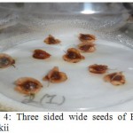 Figure 4: Three sided wide seeds of Rheum wittrockii