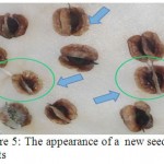 Figure 5: The appearance of a new seedling plants