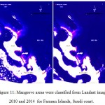 Figure 11: Mangrove areas were classified from Landsat images 2010 and 2014 for Farasan Islands, Saudi coast.
