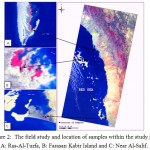 Figure 2: The field study and location of samples within the study area. A: Ras-Al-Turfa, B: Farasan Kabir Island and C: Near Al-Salif.