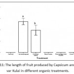 Figure 11: The length of fruit produced by Capsicum annuum L. var Kulai in different organic treatments.