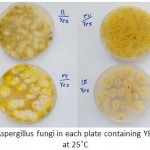 Figure 1: Grown isolates of Aspergillus fungi in each plate containing YESA were cultured for a week at 25˚C