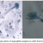 Figure 2: Microscopic photo of Aspergillus samples in cattle feed at 40x magnification