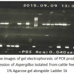 Figure 3: The images of gel electrophoresis of PCR products for ITS gene expression of Aspergillus isolated from cattle feed ration in 1% Agarose gel alongside Ladder 1k